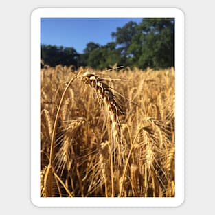 Wheat in a field Sticker